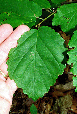 معرفی و راهنمای پرورش گیاهان زینتی فضای باز - هاماملیس آمریکایی